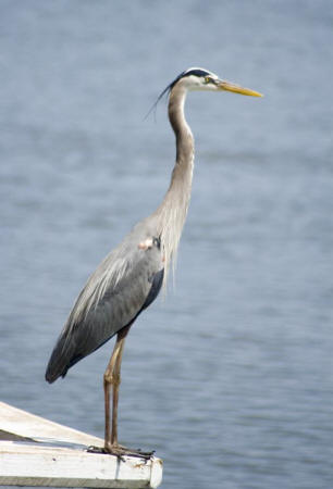 Great Blue Heron Great Blue Heron